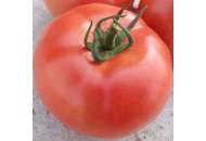 ВП 2 F1 - томат индетерминантный, Nickerson Zwaan фото, цена